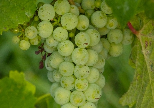 Vins blancs